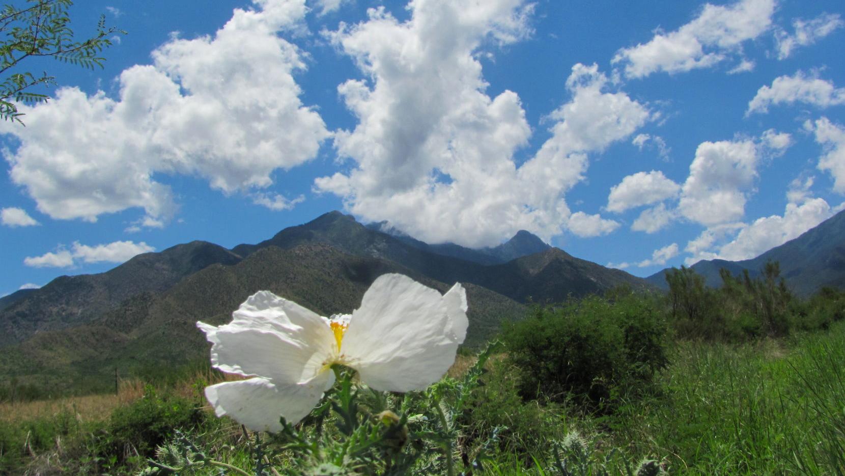 Cloud-bursting monsoon enhances Madera Canyon's splendor